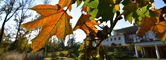 Herbstlaub Herbstlaub