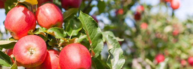 Aroma im Oktober