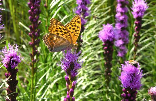Schmetterling auf Blüte