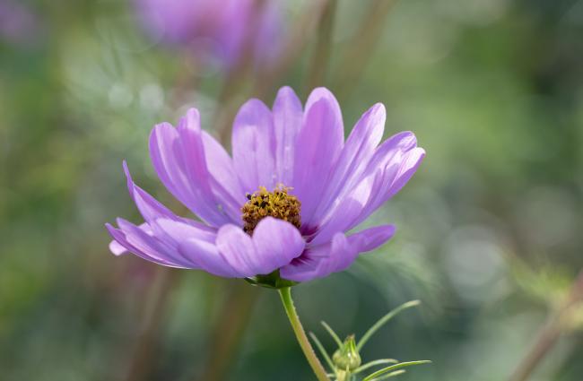 Blossom